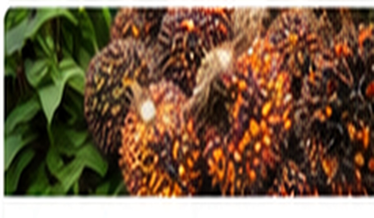 Palm Oil Value Chain Development